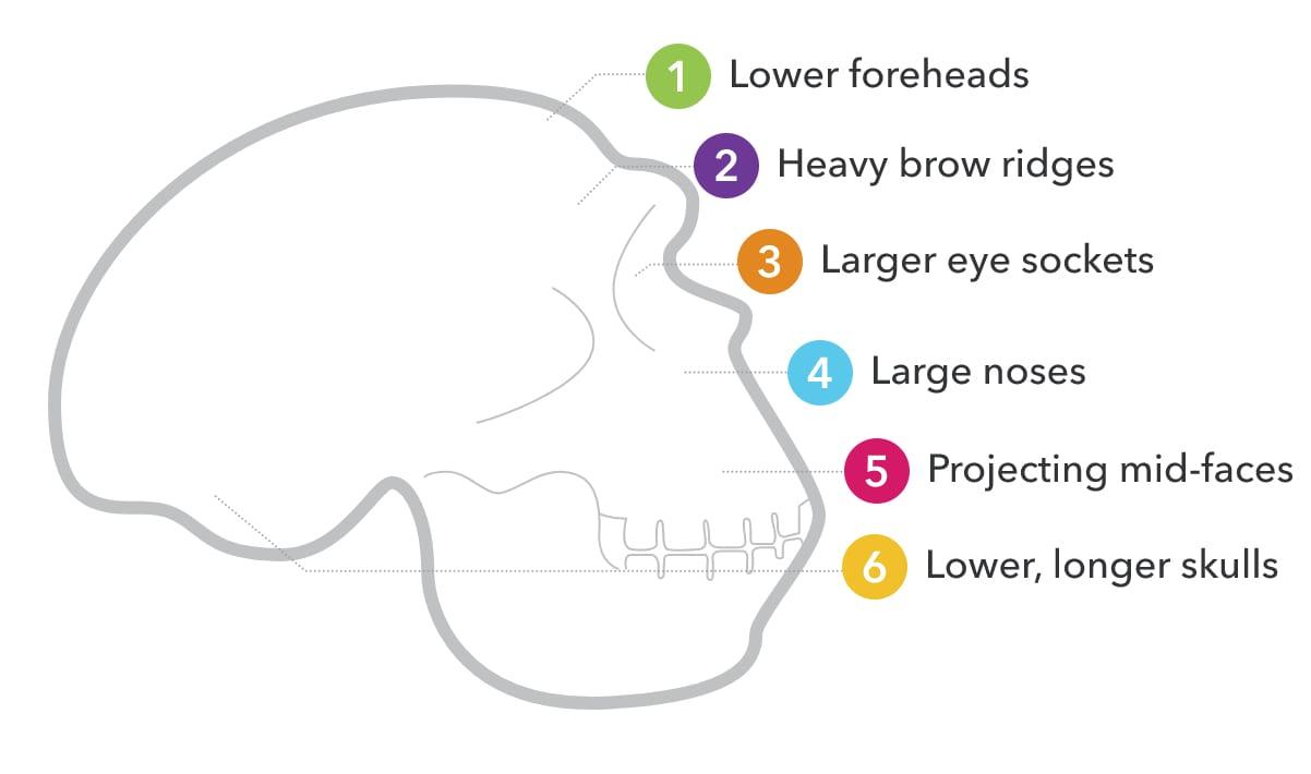 New Neanderthal Research