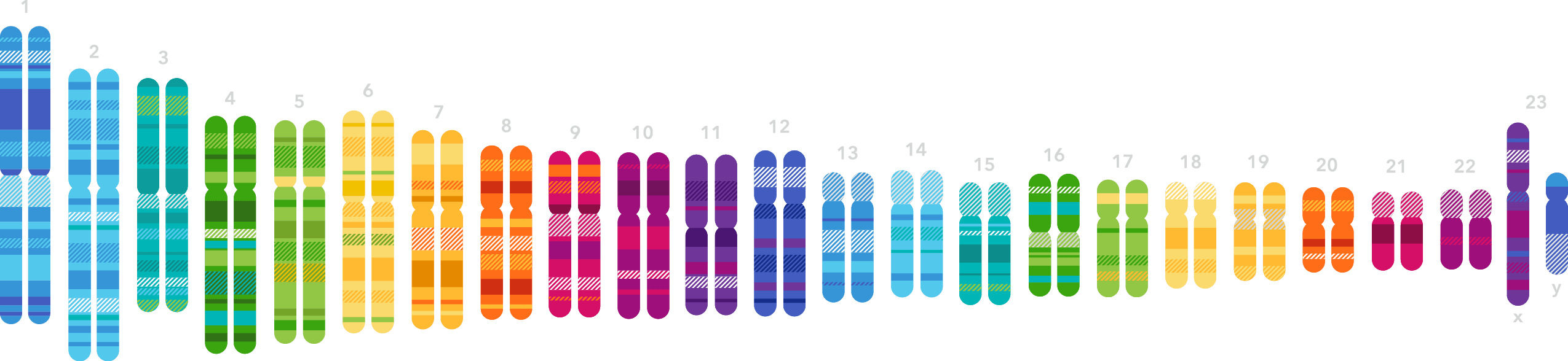 Chromosome visualization
